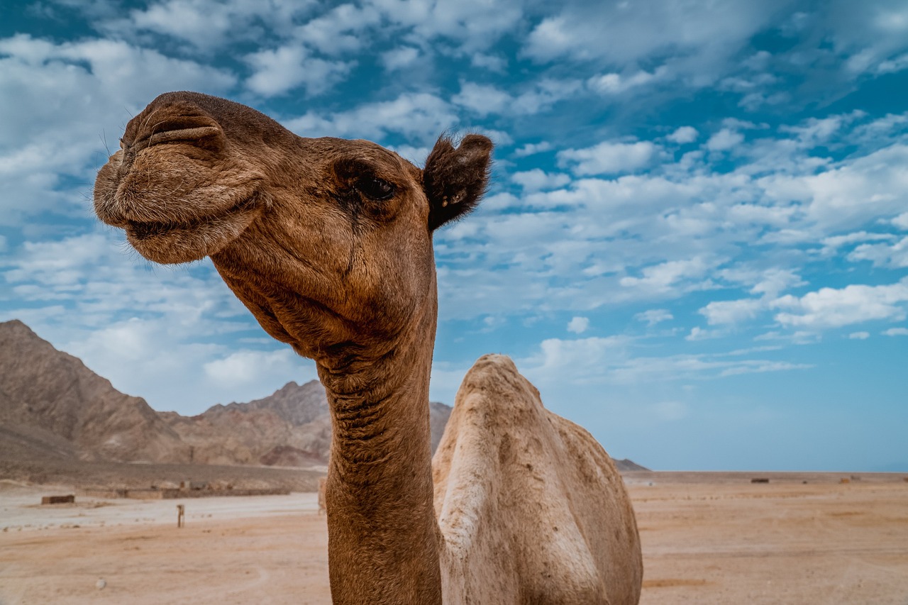 The Splendor of India's Camel Fair in Pushkar